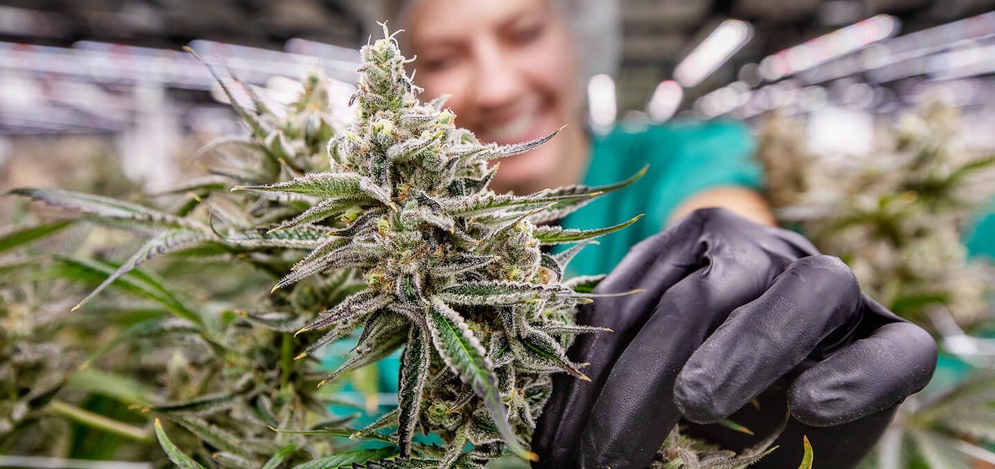 Curaleaf Dispensary Cuyahoga Falls storefront or retail location in Akron, OH